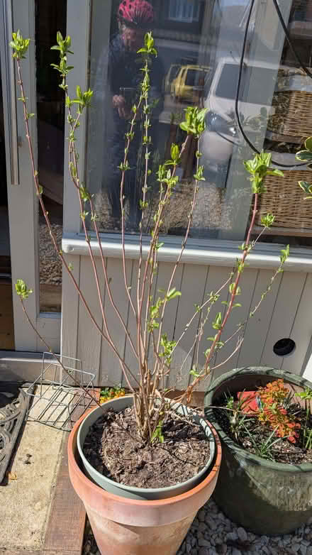 Photo of free Deutzia shrub (New Marston OX3) #1