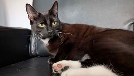 Photo of free Reclining Chair (Harrogate HG2) #2