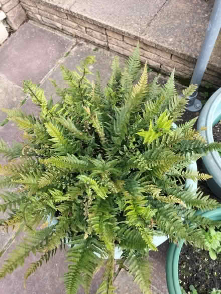 Photo of free Beautiful Fern Bush in Own Pot (Hilsea Portsmouth PO2) #3