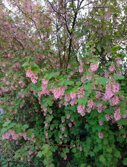 Photo of free Outdoor Plant - flowering current (Temple SL7) #1