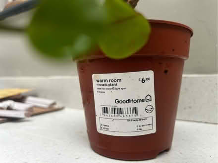 Photo of free Houseplant (Hulme M16) #2