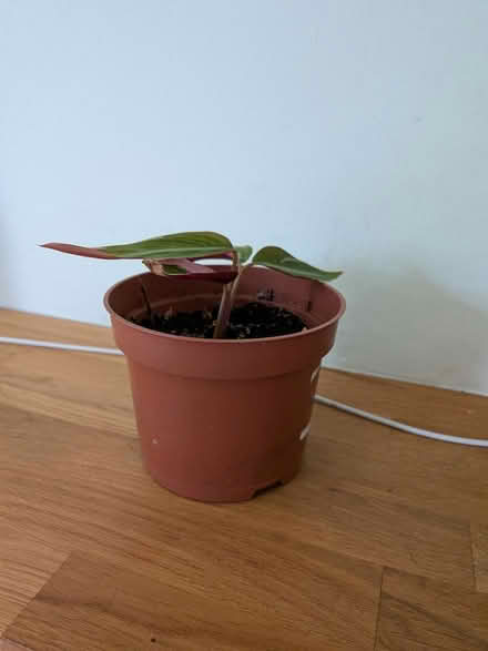 Photo of free Stromanthe thalia tricolour plant (Church of the Cross SE2) #2
