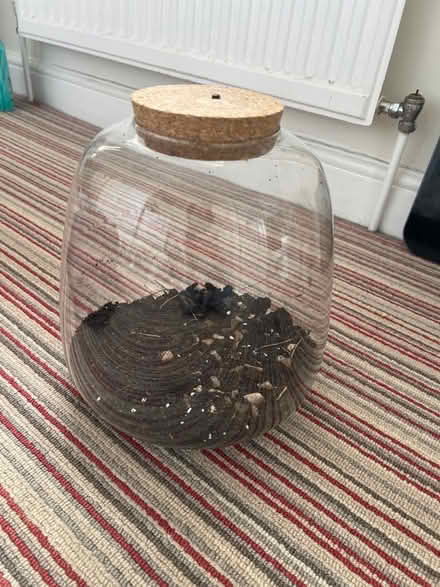 Photo of free Terrarium (Harpenden AL5) #1