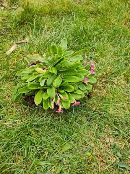 Photo of free Clump of pink primroses (Threemilestone) #1