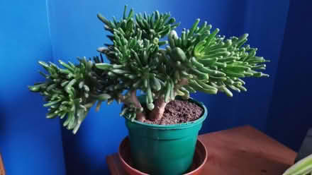 Photo of free Houseplants (Freehold LA1) #4