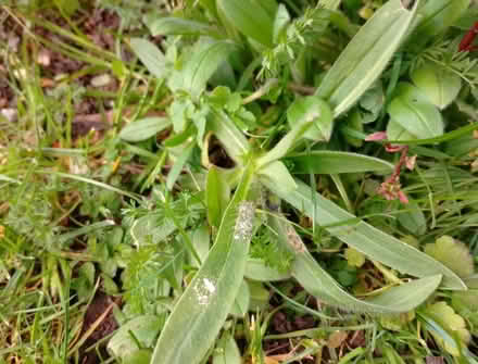 Photo of free Outdoor Plant - Corncockle (Temple SL7) #2