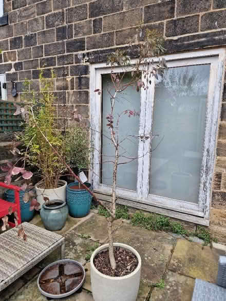 Photo of free Outdoor Eucalyptus tree in pot. (Rawdon LS19) #1