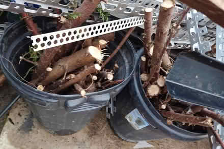 Photo of free Black plastic bins (St Helens WA10) #3