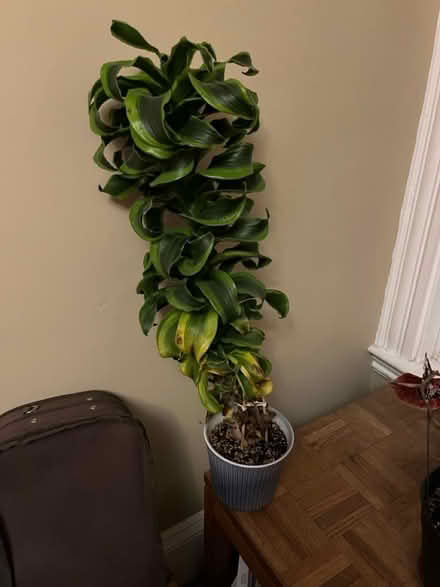 Photo of free This plant (Winter Hill) #1