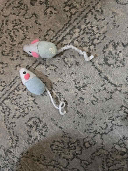 Photo of free Cat toys, cat nail clipper (Reading Center) #2