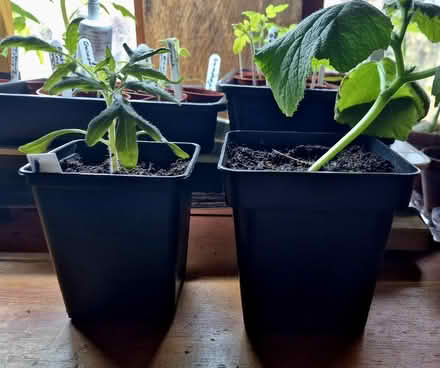 Photo of Plant pots (Priest Weston SY15) #2