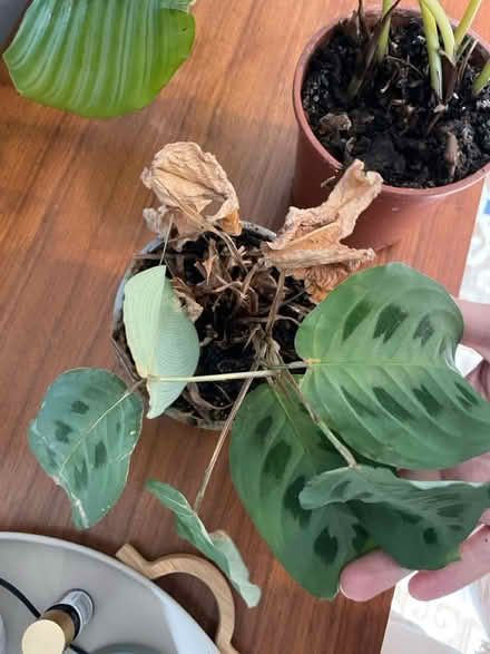 Photo of free X2 houseplants need repotting (Hoddesdon EN11) #3