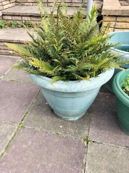Photo of free Beautiful Fern Bush in Own Pot (Hilsea Portsmouth PO2) #1