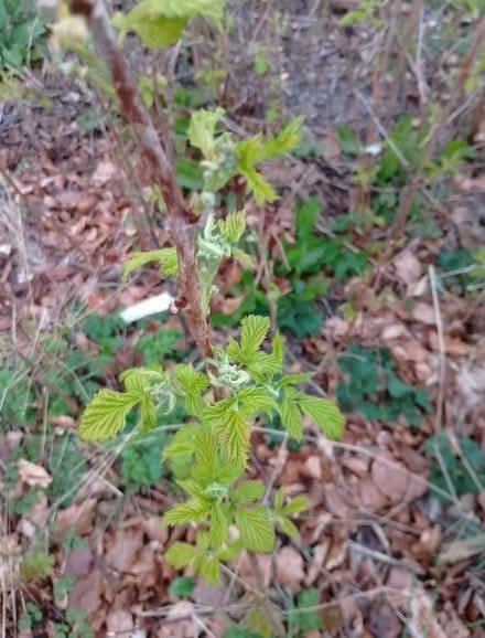 Photo of free Outdoor Plant - raspberry (Temple SL7) #1