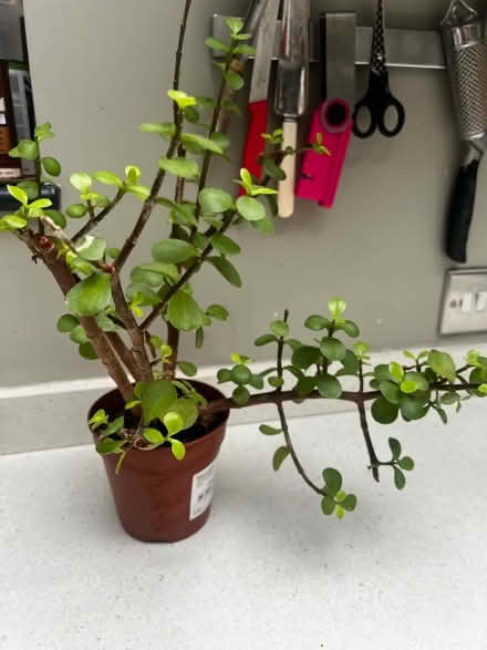 Photo of free Houseplant (Hulme M16) #1