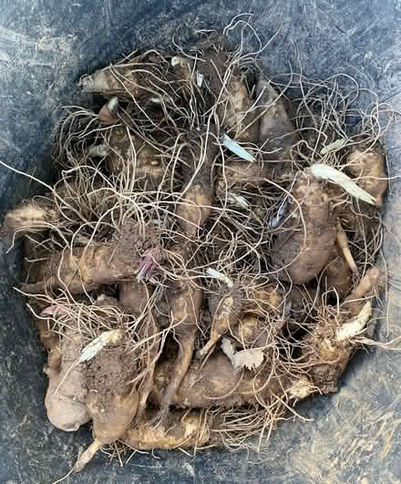 Photo of free Jerusalem artichokes (Weston LD7) #1