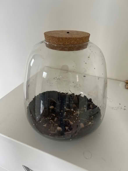 Photo of free Terrarium (Harpenden AL5) #2
