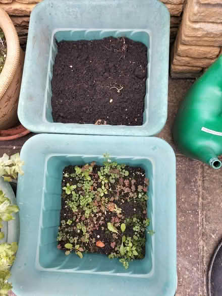 Photo of free 2 Square Shaped Pots. 1 pLanted up (Hilsea Portsmouth PO2) #1