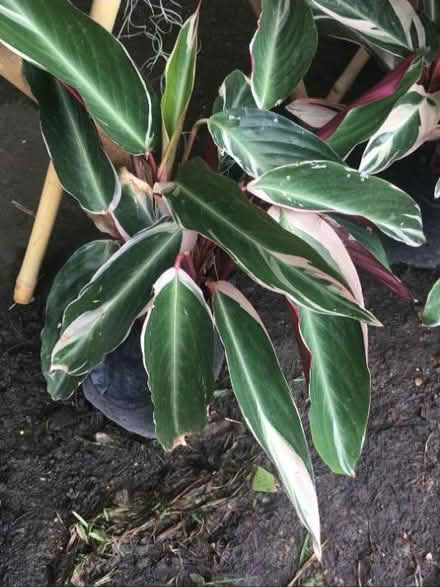 Photo of free Stromanthe thalia tricolour plant (Church of the Cross SE2) #3