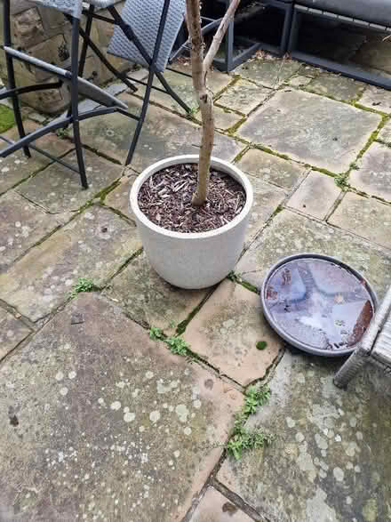 Photo of free Outdoor Eucalyptus tree in pot. (Rawdon LS19) #2