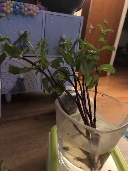 Photo of free Mint saplings (Hertford SG13) #1
