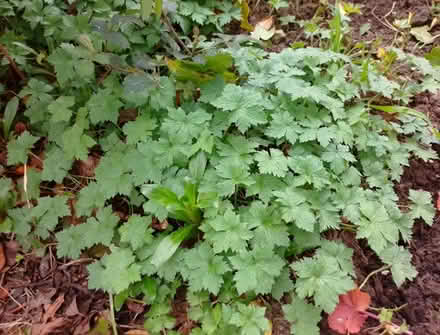 Photo of free Plant - Geranium spp (Temple SL7) #1