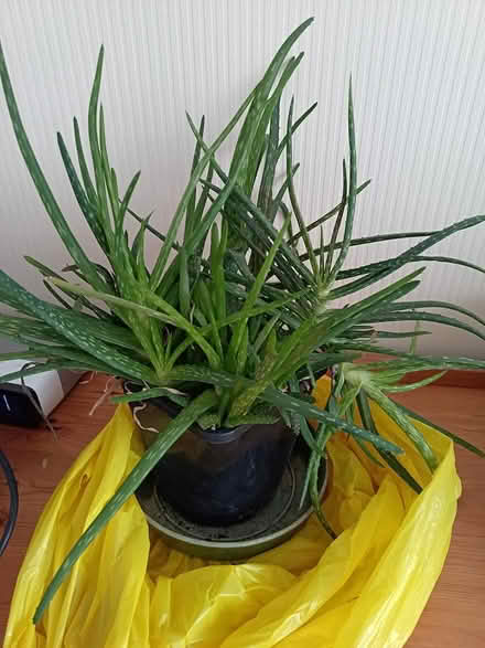 Photo of free 2 x very large Aloe Vera plants (Lancing BN15) #1