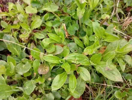 Photo of free Plant - red campion (Temple SL7) #1