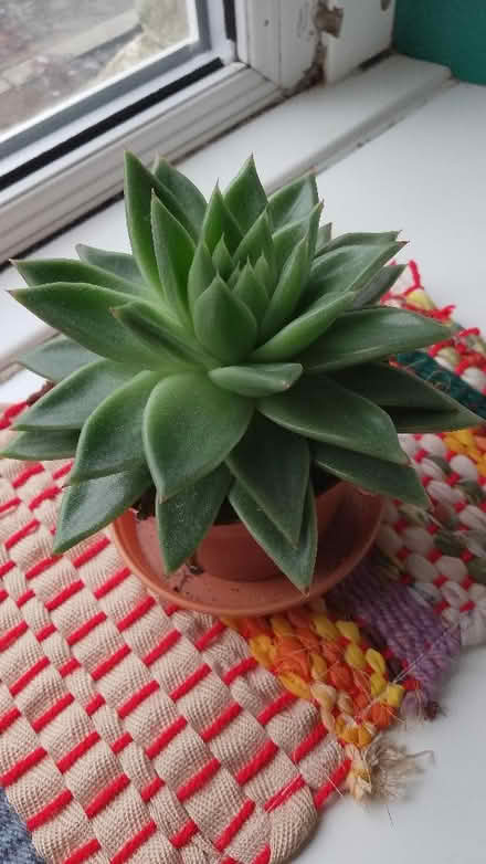 Photo of free Houseplants (Freehold LA1) #2