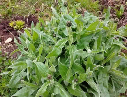 Photo of free Plant- cornflower (Temple SL7) #1