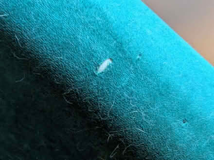 Photo of free Green Velvet Sofa Bed/ Futon (Kingston KT1) #2