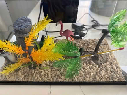 Photo of free 3 gallon starter tank fish (Bellingham) #2