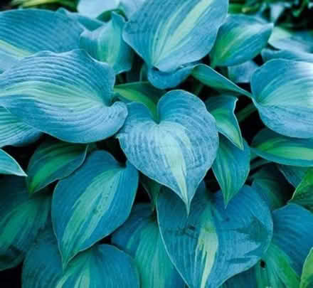 Photo of Hostas (Kendal LA9) #1