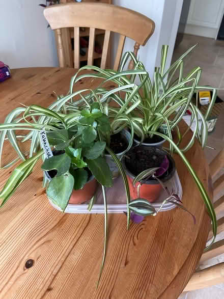 Photo of free Selection of houseplants (Horsham) #1