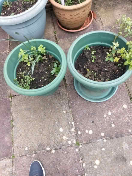 Photo of free 2 Sl different Size Green Pot/tray (Hilsea Portsmouth PO2) #1