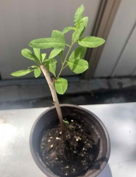 Photo of free Gojiberry cuttings (Dublin central) #1