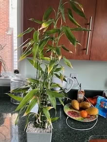 Photo of free Lucky Bamboo clean air plant (Eastchester near Iona campus) #1