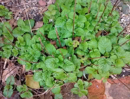 Photo of free Outdoor Plant - lemon balm (Temple SL7) #1