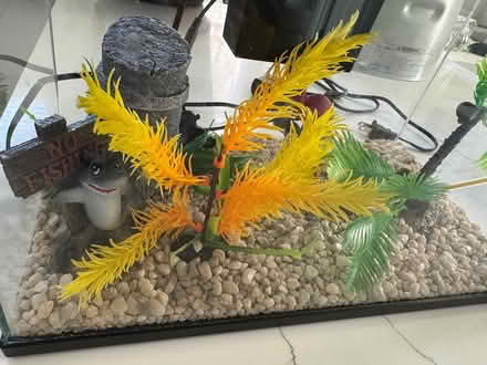 Photo of free 3 gallon starter tank fish (Bellingham) #1