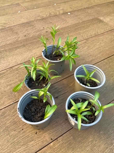 Photo of free Lily seedlings (Myton Park CV32) #1