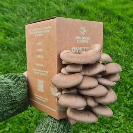 Photo of Spent mushroom growing kits (Downtown Bothell) #1