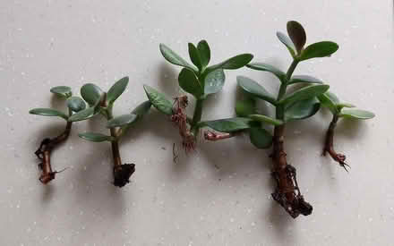 Photo of free Money plant cuttings - for potting (Orpington BR6) #1