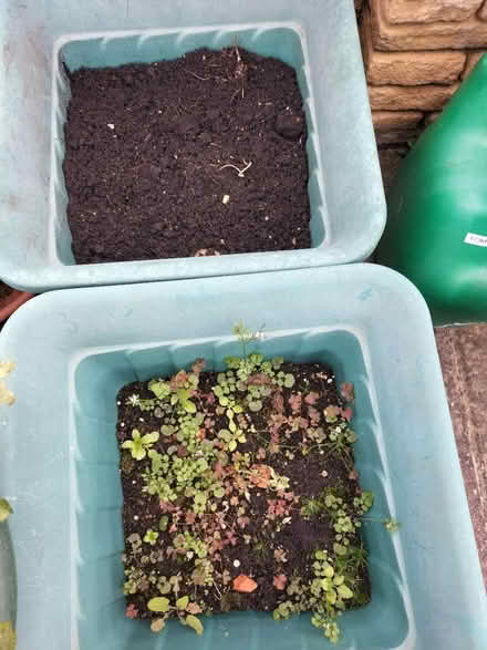 Photo of free 2 Square Shaped Pots. 1 pLanted up (Hilsea Portsmouth PO2) #2