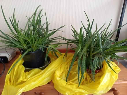 Photo of free 2 x very large Aloe Vera plants (Lancing BN15) #3