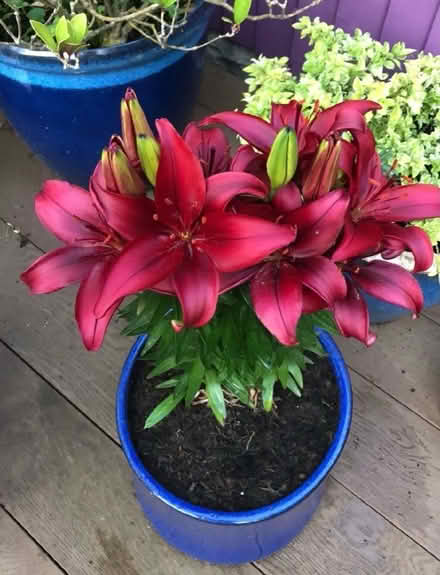 Photo of free Lily seedlings (Myton Park CV32) #2