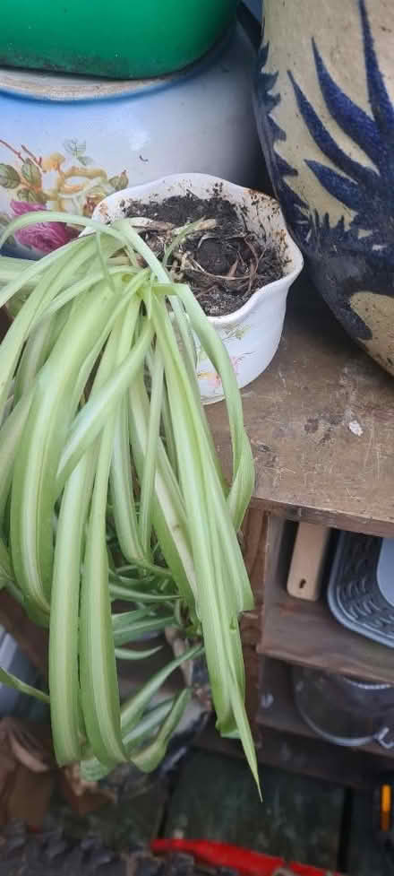 Photo of free Small spider plant (Rochester ME1) #1