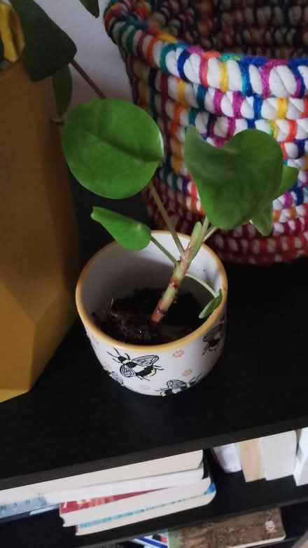 Photo of free Houseplants (Freehold LA1) #1