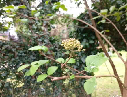 Photo of free Wayfaring tree (Temple SL7) #1