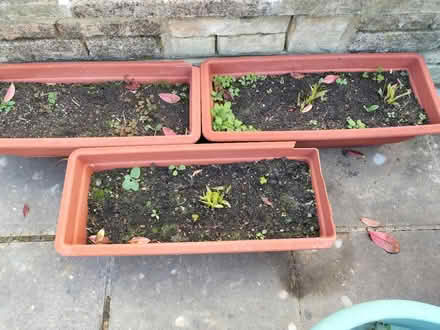 Photo of free 3 Matching Wall Planters & Plants (Hilsea Portsmouth PO2) #1