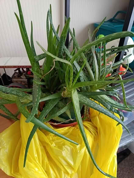 Photo of free 2 x very large Aloe Vera plants (Lancing BN15) #2